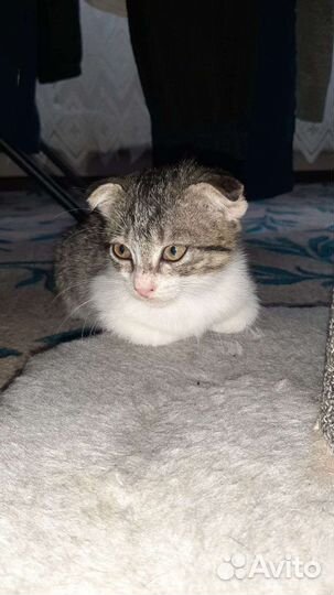 Кошка в дар