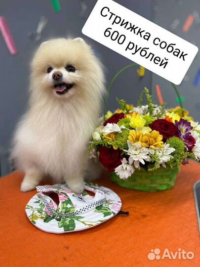 Стрижка собак