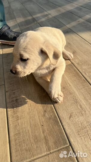 Отдам в добрые руки щенков