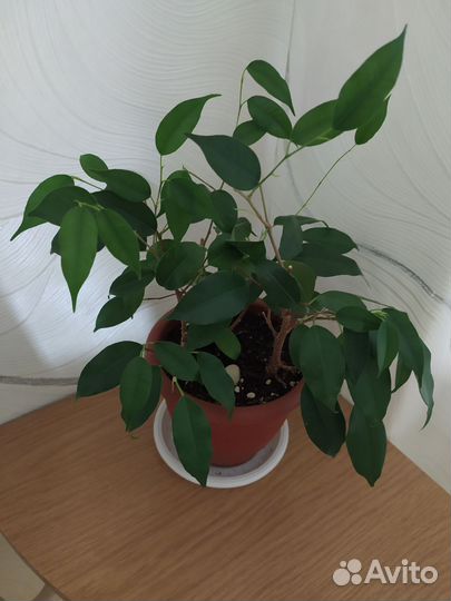 Фикус Бенджамина