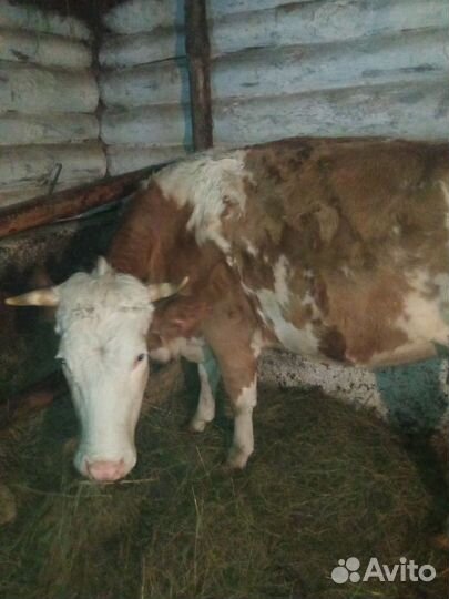 Корова с теленком