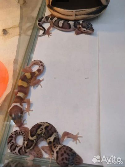 Геккон эублефар