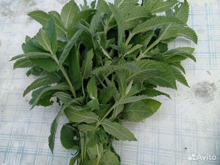 Мята, мелисса. Свежая и сушёная. Зверобой свежий