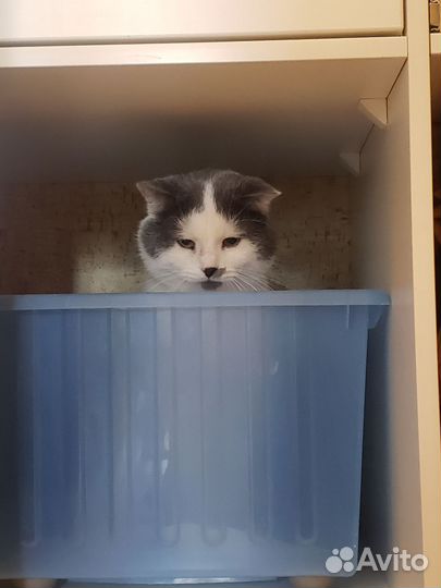 Отдам кота в добрые руки