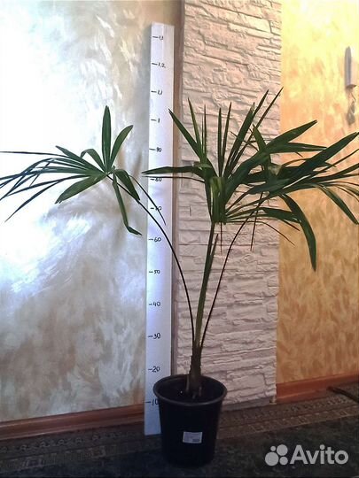 Пальма веерная. Трахикарпус форчуна