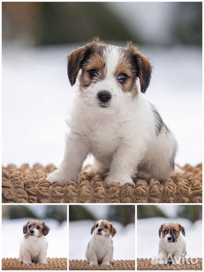 Щенки от Чемпионов