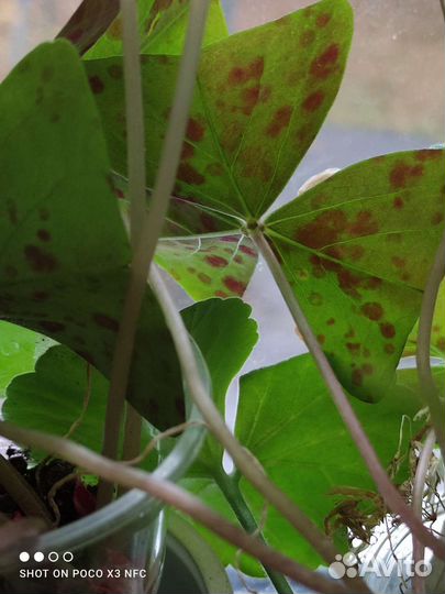 Кислица зелёная, фиолетовая