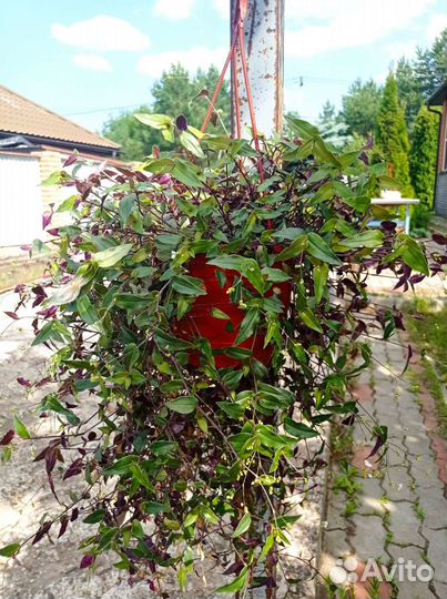 Традесканция гибридная кашпо