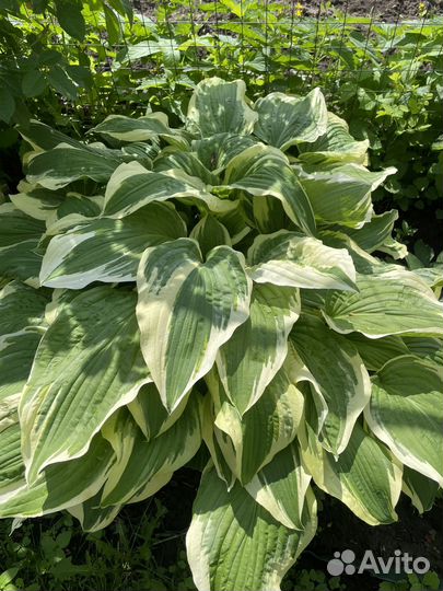 Хоста разных видов