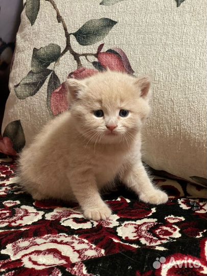 Котенок девочка в добрые руки