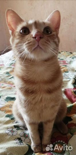 Рыжий красавец