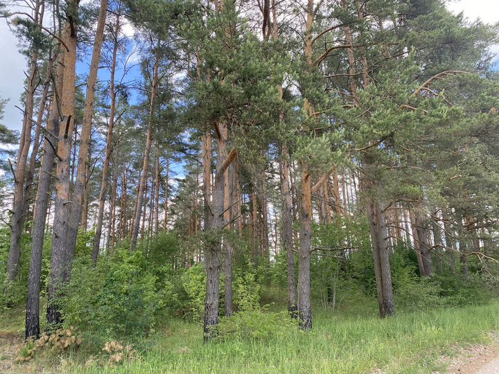 Участок 40 сот. (СНТ, ДНП)