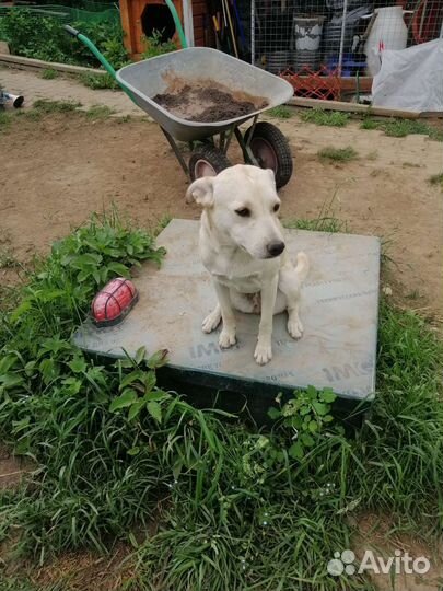 Собака в добрые руки