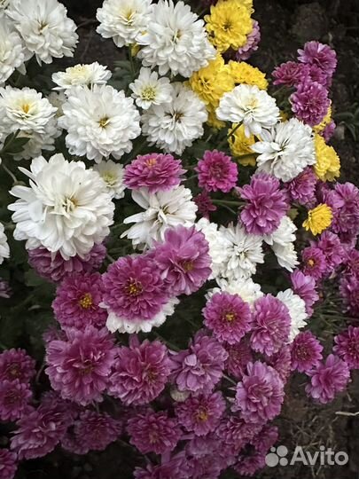 Хризантема