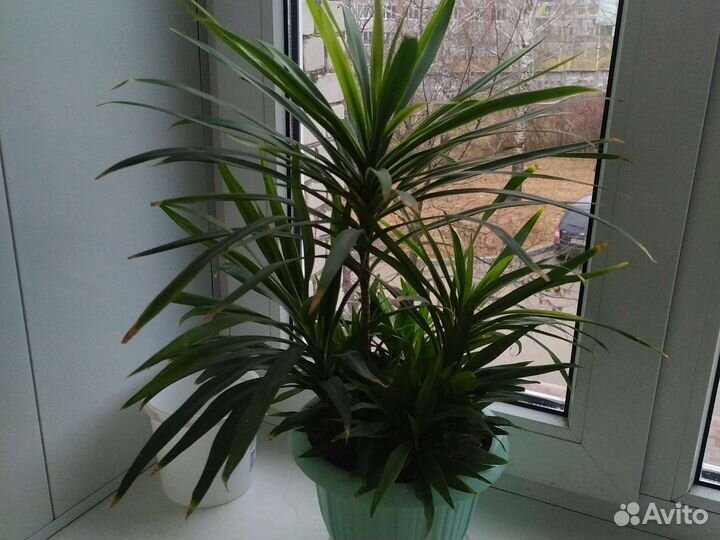 Продам домашние цветы