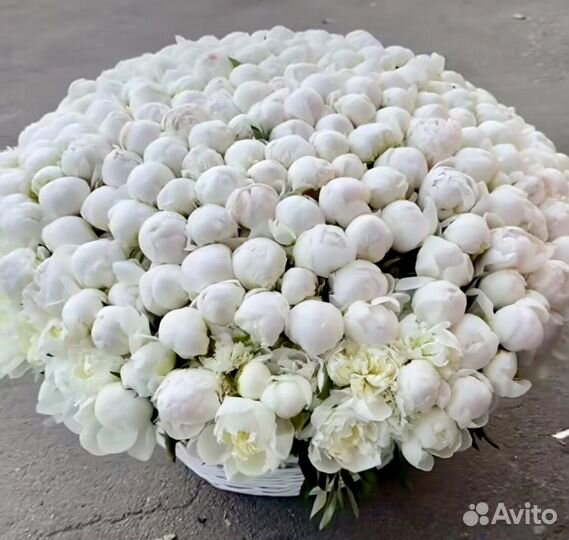 Голландские пионы