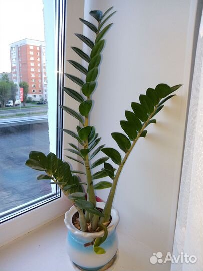 Замиокулькас