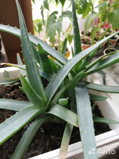 Комнатные цветы