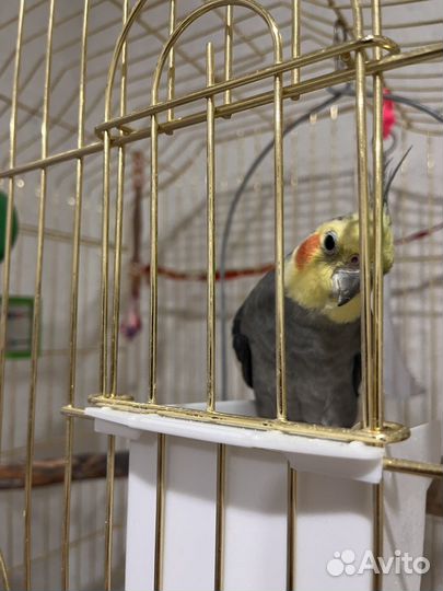 Попугай корелла птенец