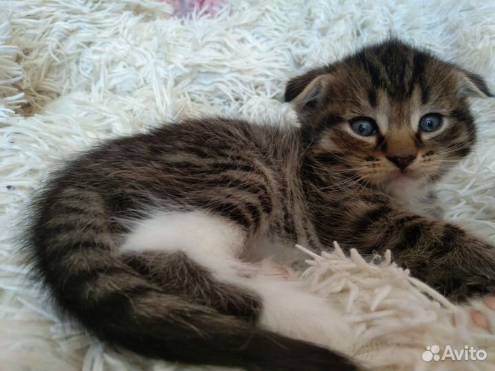 Шотландская вислоухая