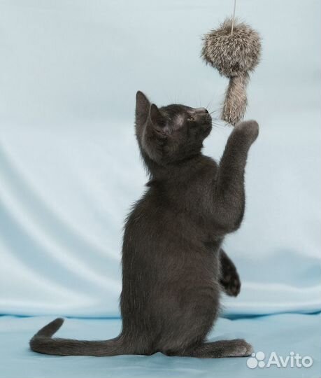 Котенок Барбарик ищет дом