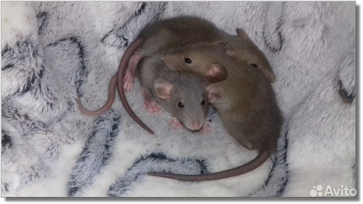 Крысята Дамбо. Крысы насыщенный шоколад и серебрис
