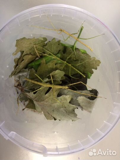 Аннамские палочники