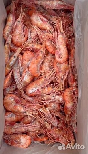 Креветка Ботан