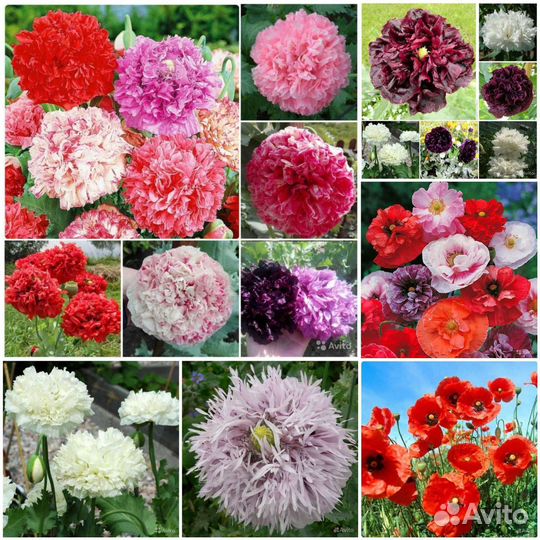 Семена пионовидных и махровых маков