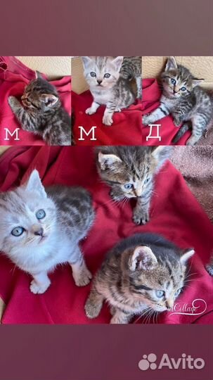 Котята в добрые руки даром