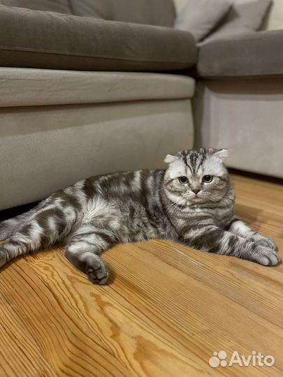 Шотландский кот на вязку