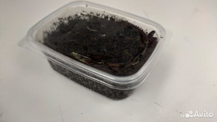 Мотыль, червь, опарыш