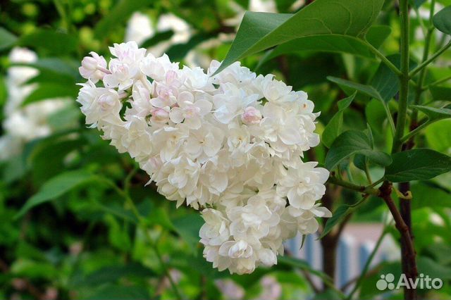 Сирень Красавица Москвы купить в Гатчине | Товары для дома и дачи | Авито
