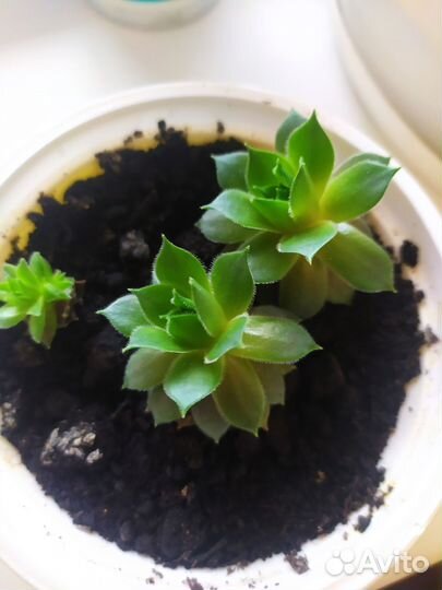 Денежное дерево. Молодило