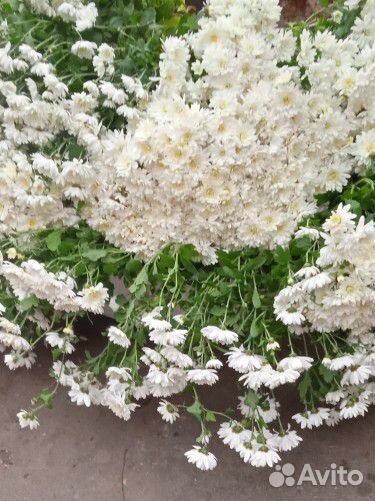 Букет из хризантем