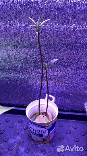 Авокадо растение