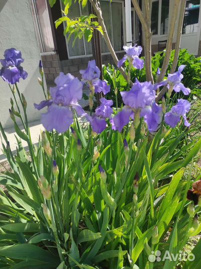 Ирисы