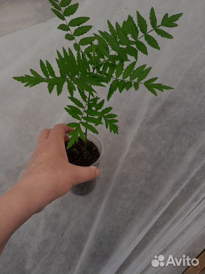 Чекалкин орех