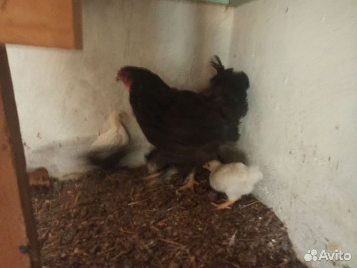 Цыплята несушки