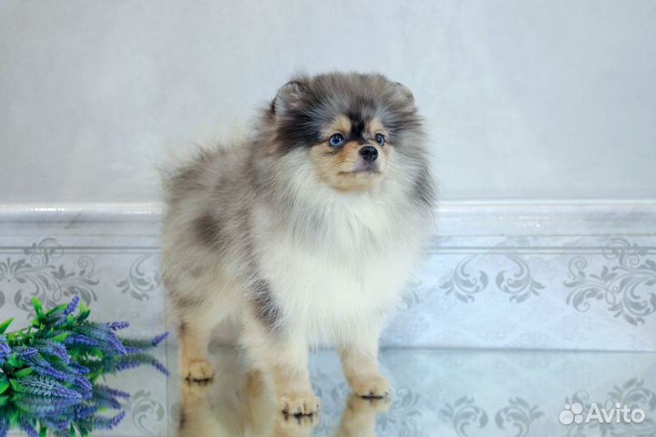 Потрясающая девочка Померанского Шпица