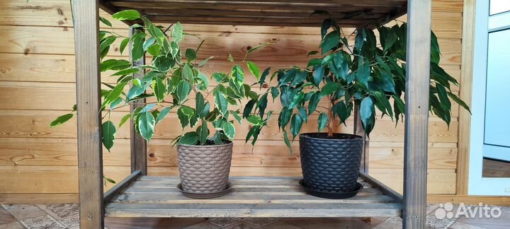 Фикус бенджамина