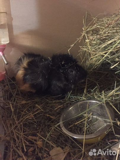 Морская свинка, самец 1 год