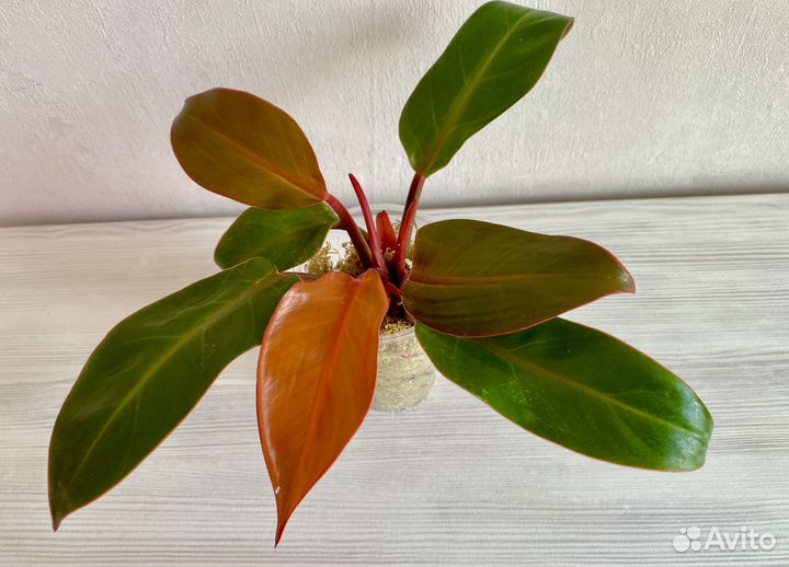 Филодендрон Sunshine