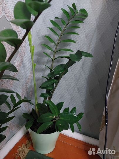 Замиокулькас