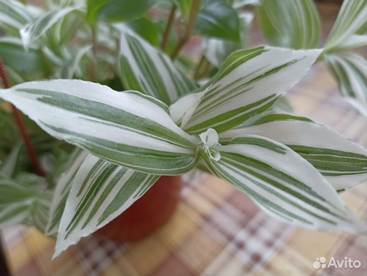 Традесканция розовая в подвесном горшке