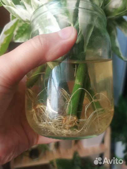 Педилантус