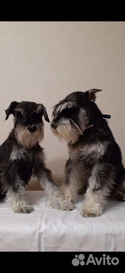 Цвергшнауцер черный с серебром