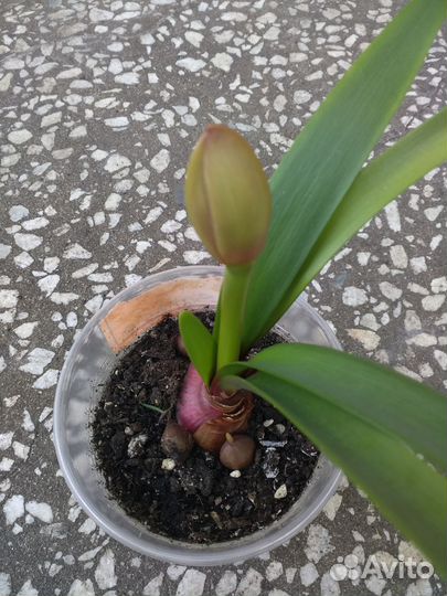 Валотта,гвоздика,зефирантес, хатиора