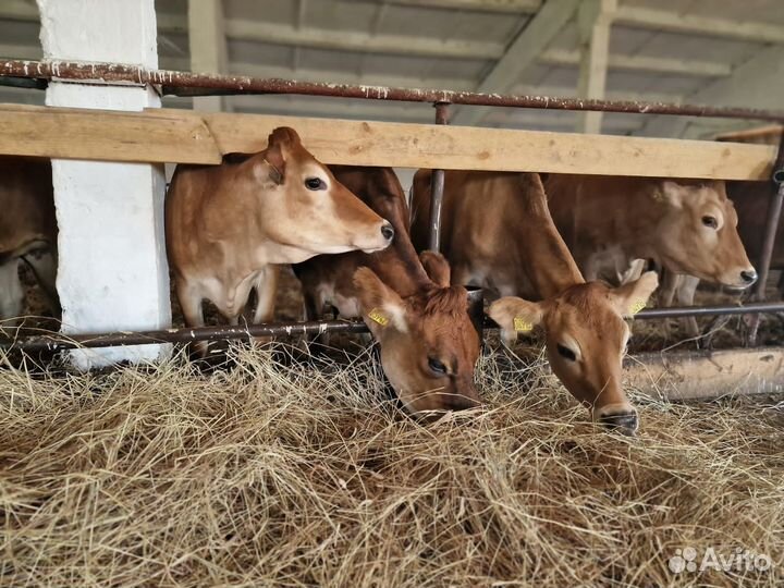 Нетели джерсейской породы крс