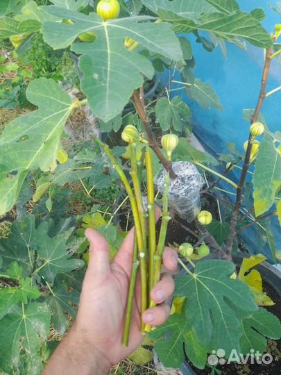 Инжир Паначе (черенки)